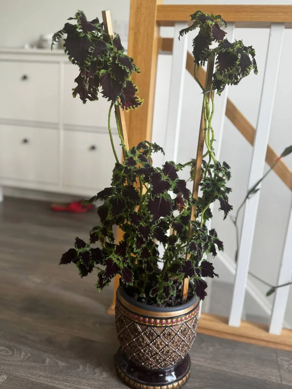 Potted Coleus Plant thumbnail