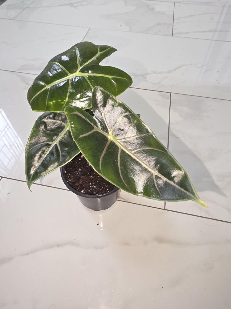 Alocasia longiloba purple vein plant - photo 2