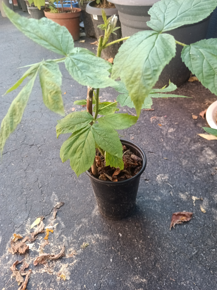 Raspberry Plant - photo 3