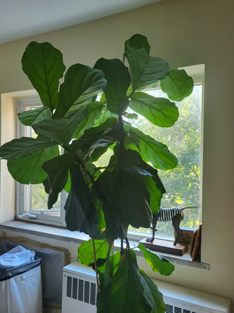 Fiddle Leaf Fig Plant image indicator(2)