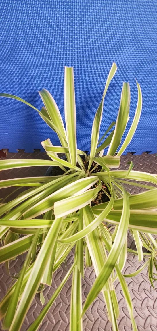 Spider Plant with Pup image indicator(6)