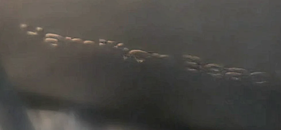 Hamilton Beach Toaster image indicator(2)