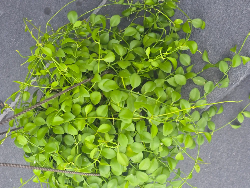 Hanging Dischidia Plant 8"hanging baskets image indicator(7)