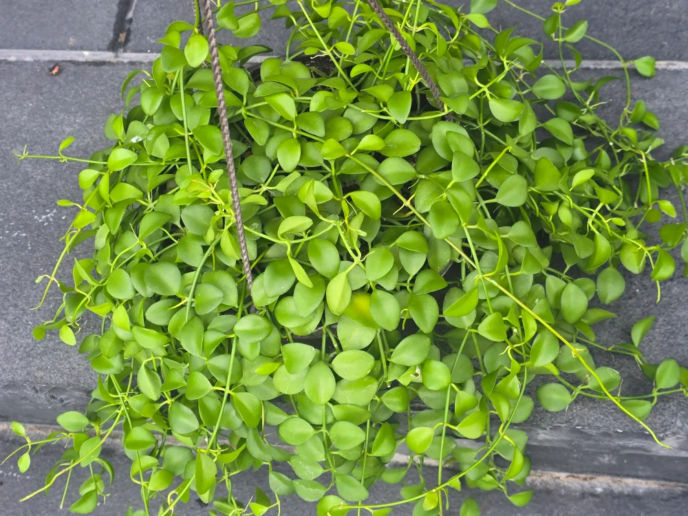 Hanging Dischidia Plant 8"hanging baskets image indicator(8)