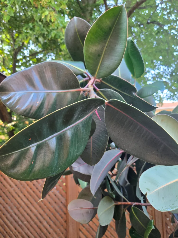 Burgundy Ficus Elastica Rubber Tree image indicator(6)