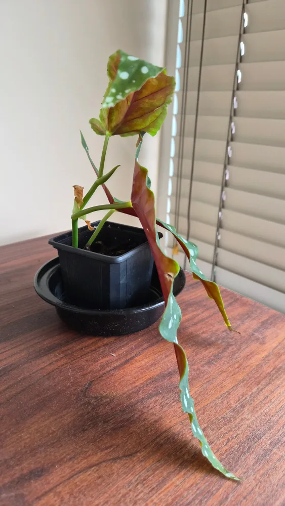 Spotted Begonia Plant image indicator(2)