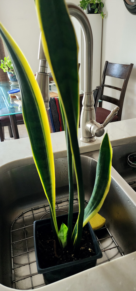 snake plant