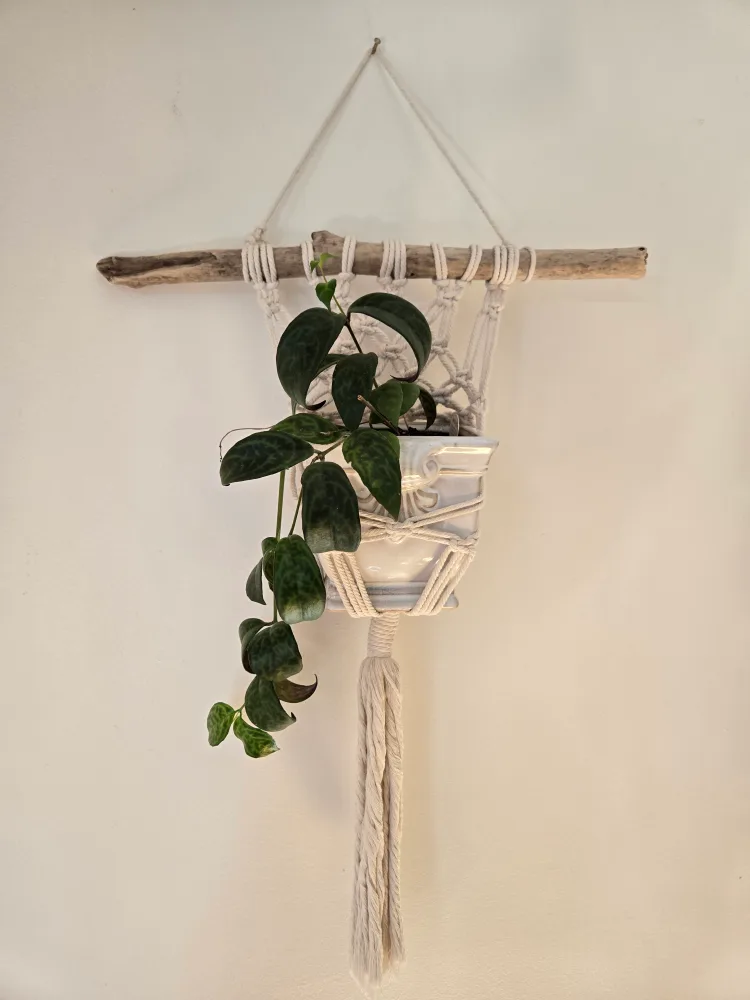 Lipstick plant in a Macrame Plant Hanger with Driftwood thumbnail