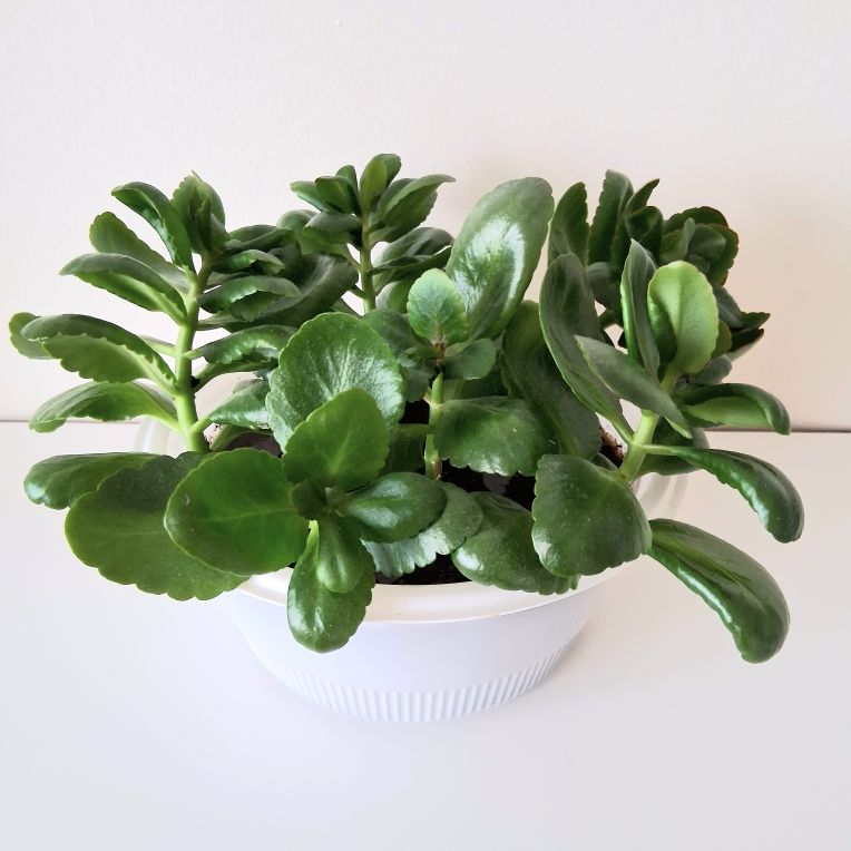 🌱 Kalanchoe 🌻 - photo 2