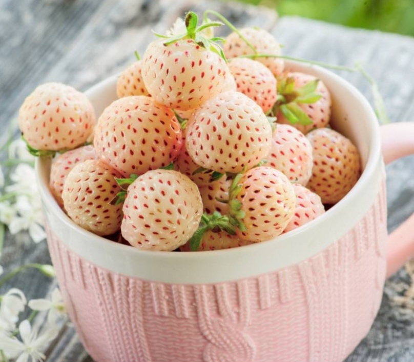 Pineberrie plants available
