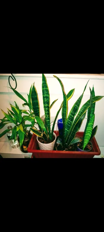 various items for sale ask for prices image indicator(3)