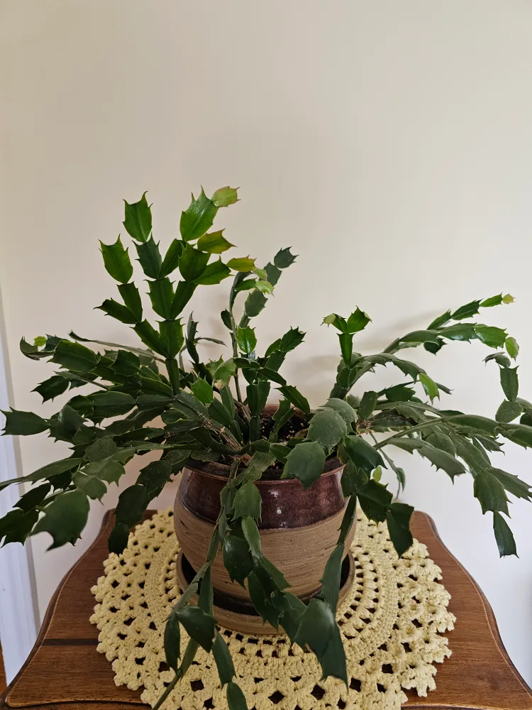 Potted Christmas Cactus thumbnail