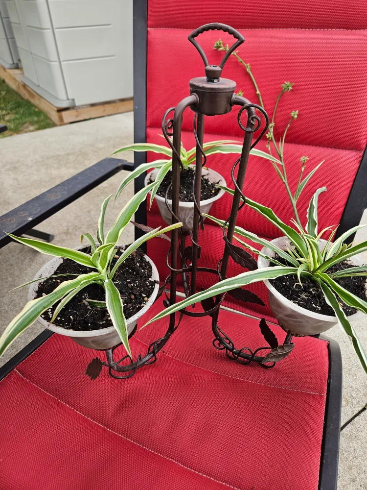 Plant Stand with 3 Spider Plants thumbnail
