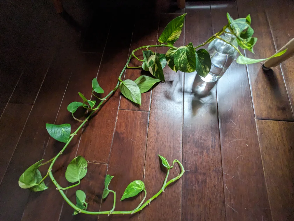 Pothos Plant Cutting 🧡 thumbnail