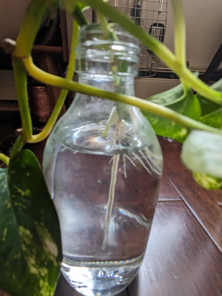 Pothos Plant Cutting 🧡 image indicator(2)