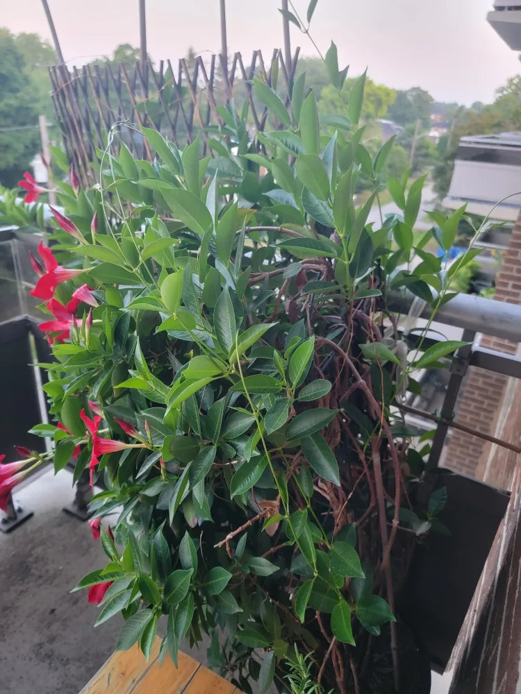 Mandevilla Plant with Red Flowers image indicator(3)