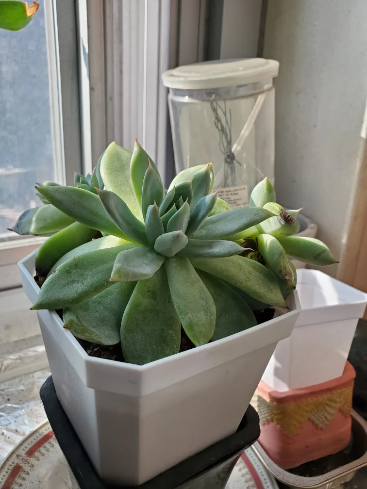 Potted Echeveria Succulent 🧡 thumbnail