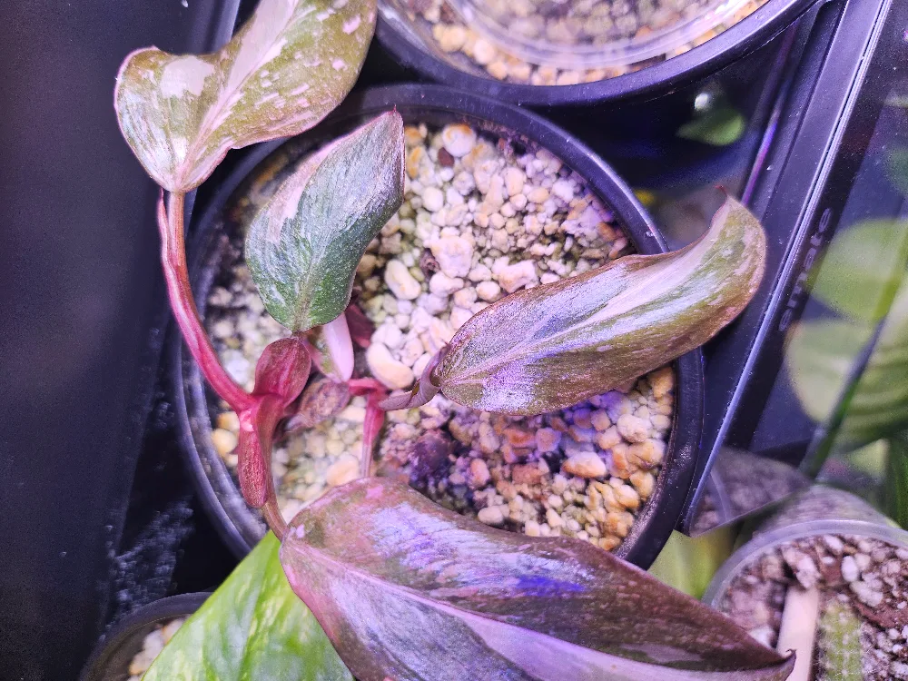 Pink Princess Philodendron Plant thumbnail