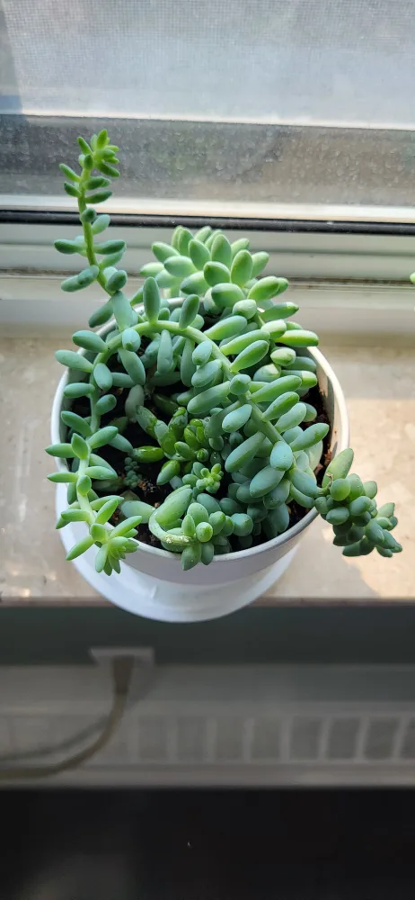 Burro's Tails in White Plastic pot thumbnail