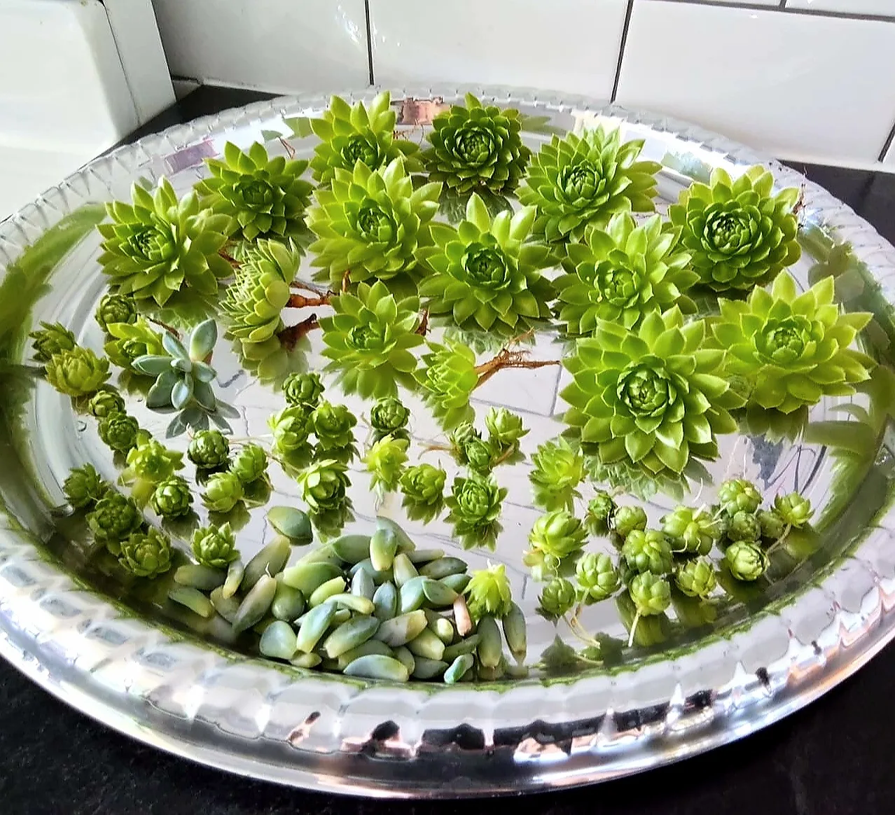 Succulent Plant Heads - Well Rooted image indicator(3)