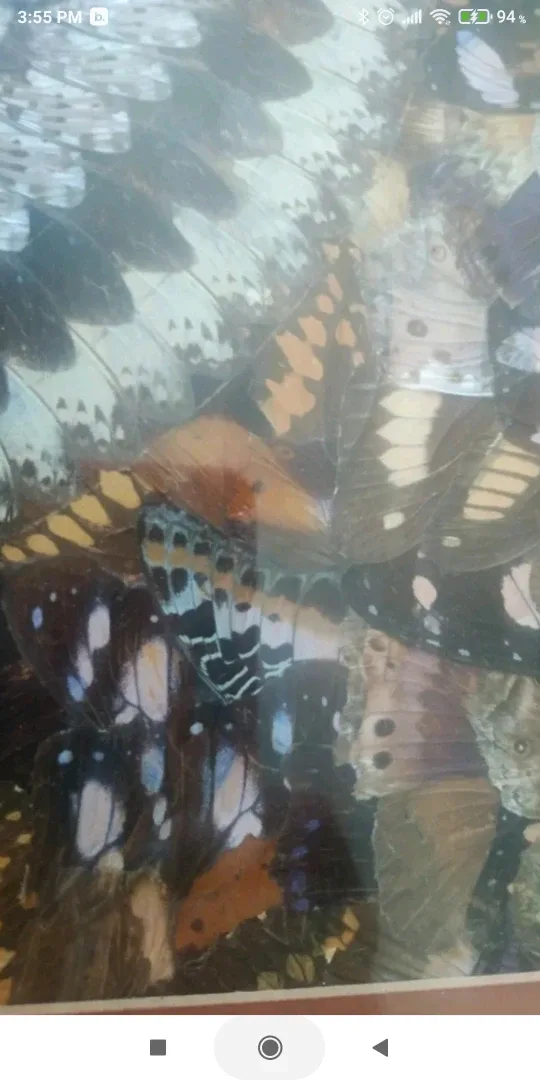 Butterfly Wing Art in Frame image indicator(3)