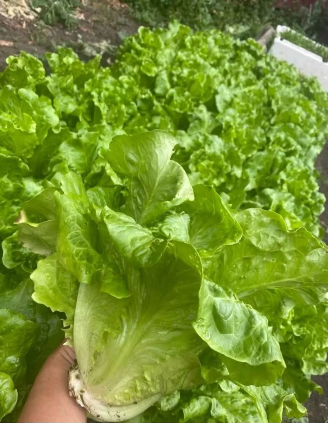 organic crunchy delicious lettuce thumbnail