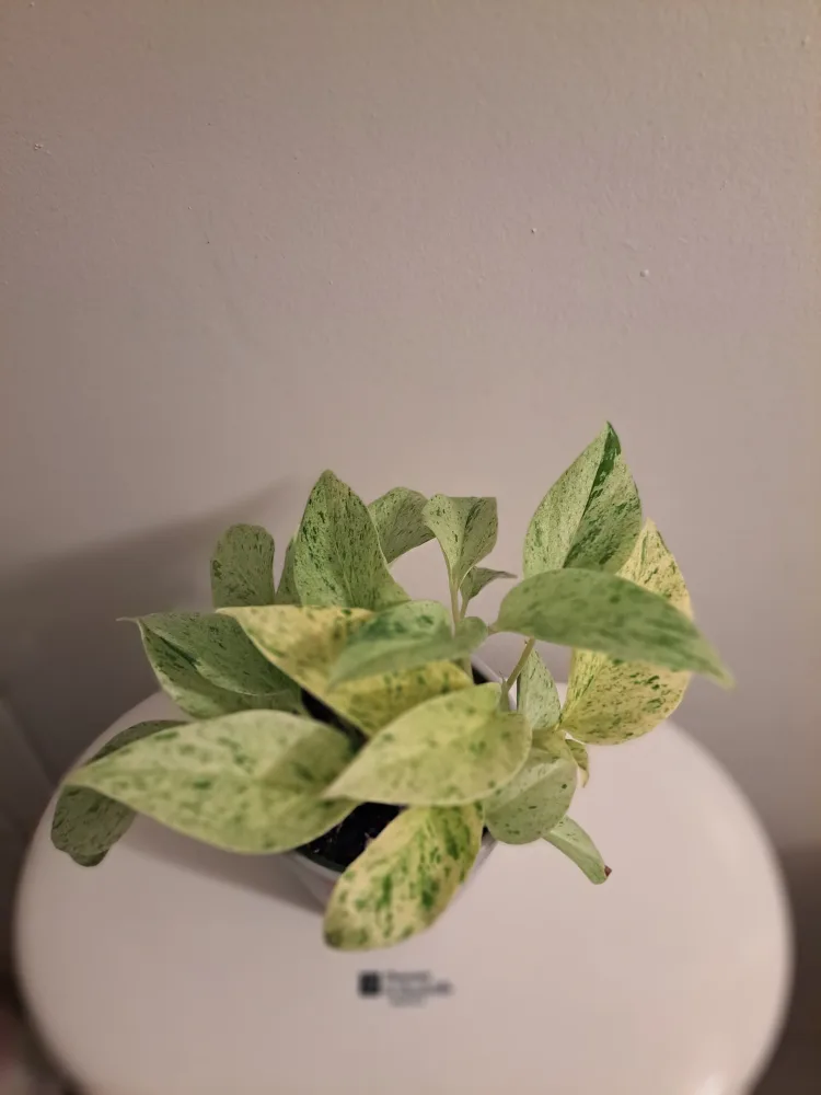 Snow Queen Pothos Plant thumbnail