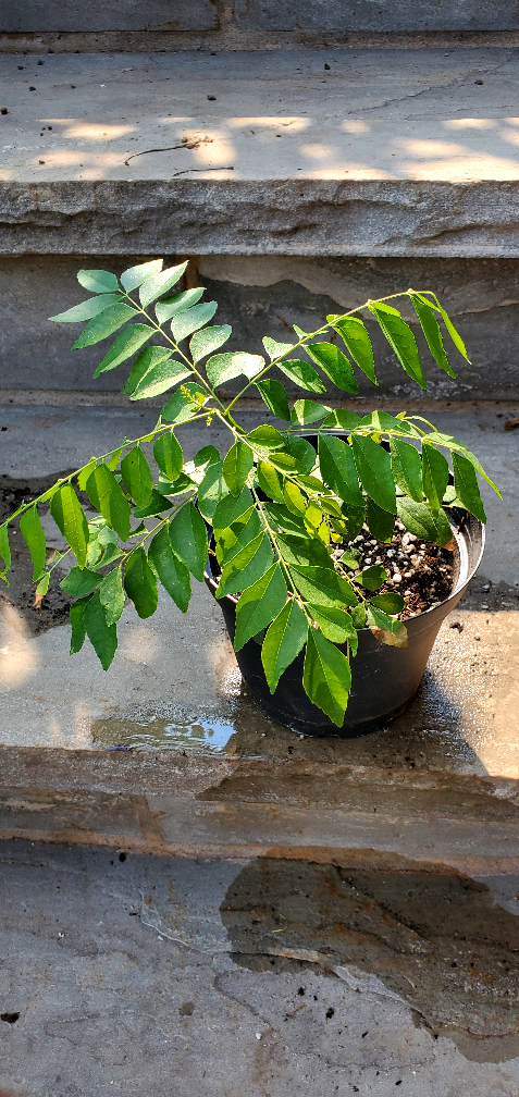 Curry Leaf Plant - photo 5