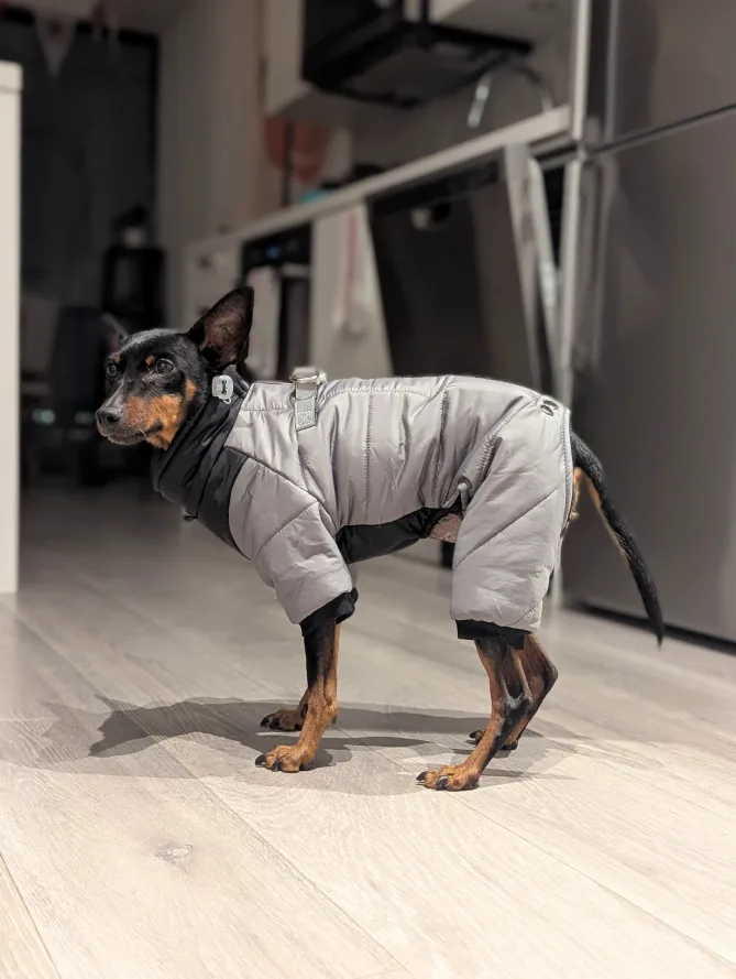 Astronaut winter jacket for dogs thumbnail