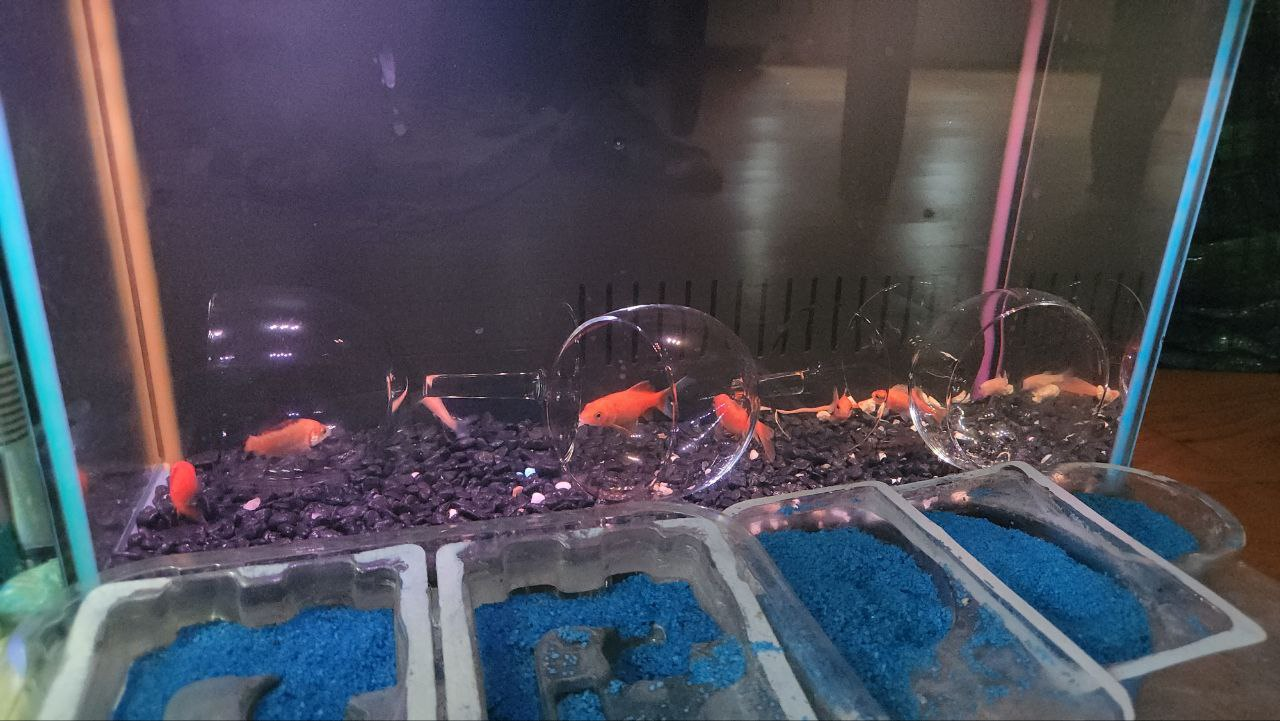 7 Gallons Aquarium - photo 2