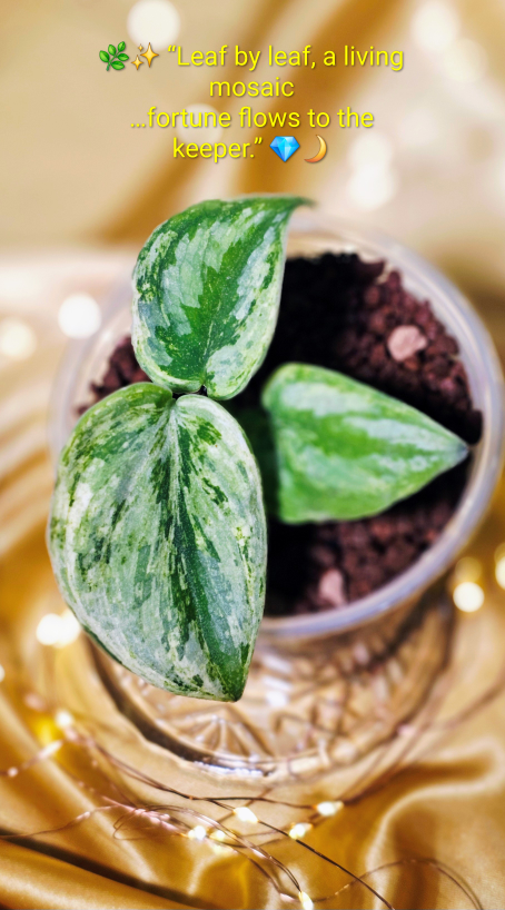 Scindapsus Silver Knight Variegated