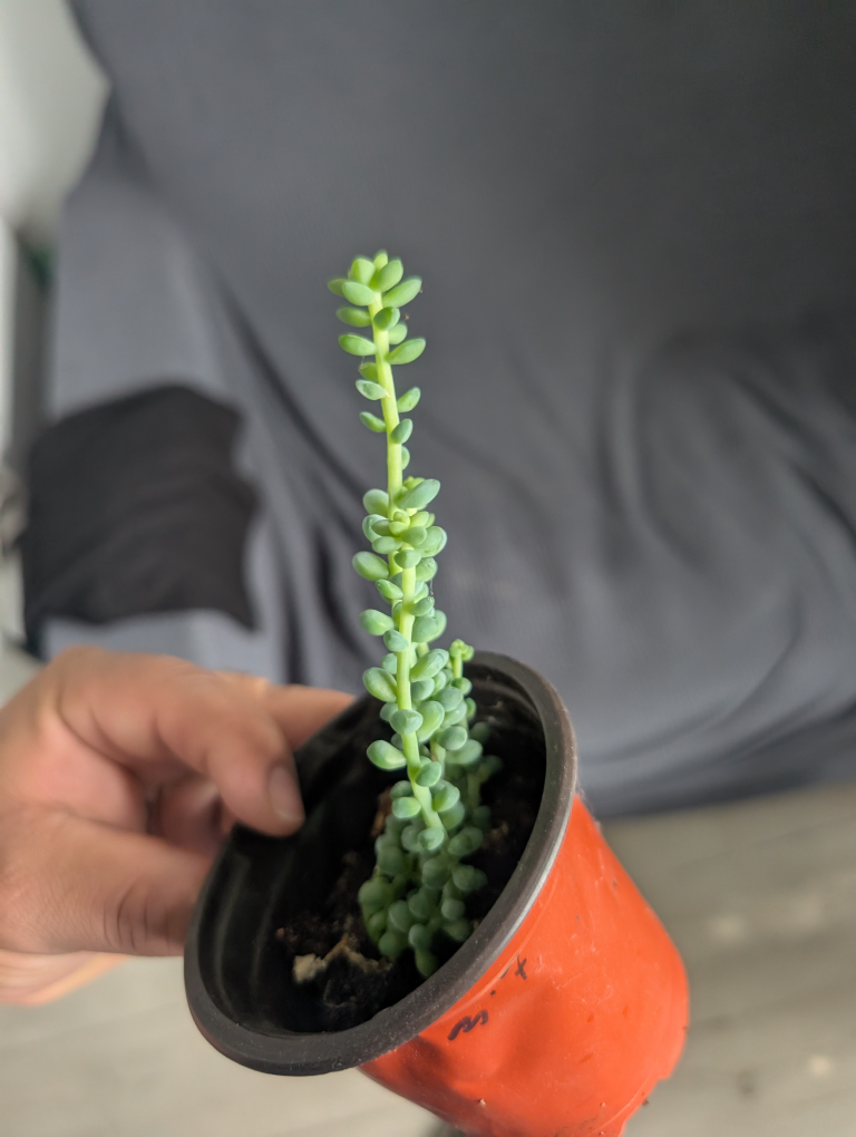 Donkey Tail Succulent Plant