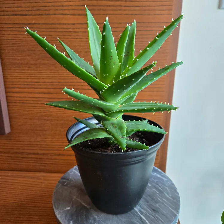 Aloe Plant with Black Pot! 🌱 thumbnail