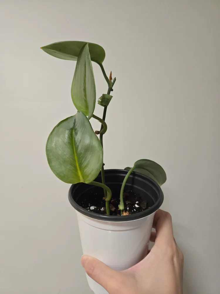 Scindapsus Treubii Moonlight thumbnail