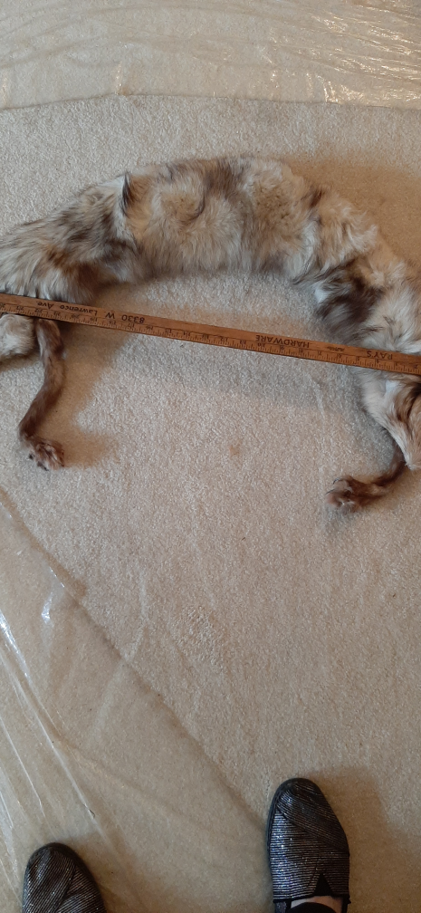 Vintage silver fox fur pelt wrap stole collar - photo 2