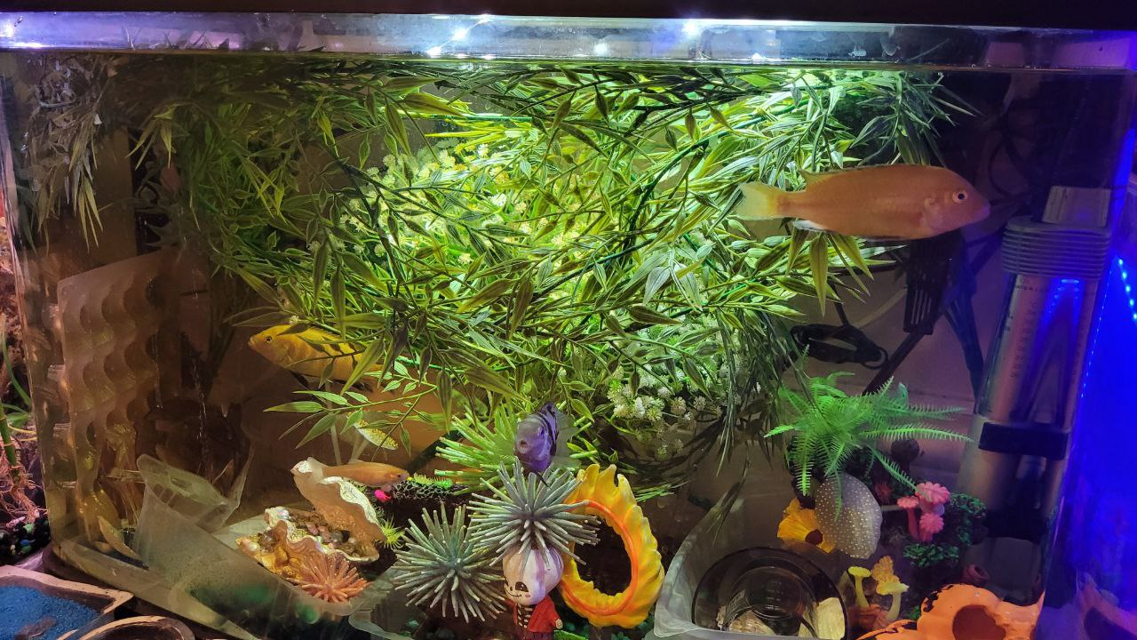 17 Gallons Aquarium - photo 3
