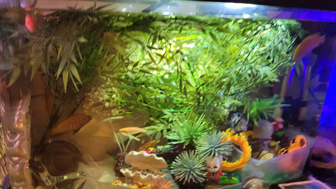 17 Gallons Aquarium - photo 4