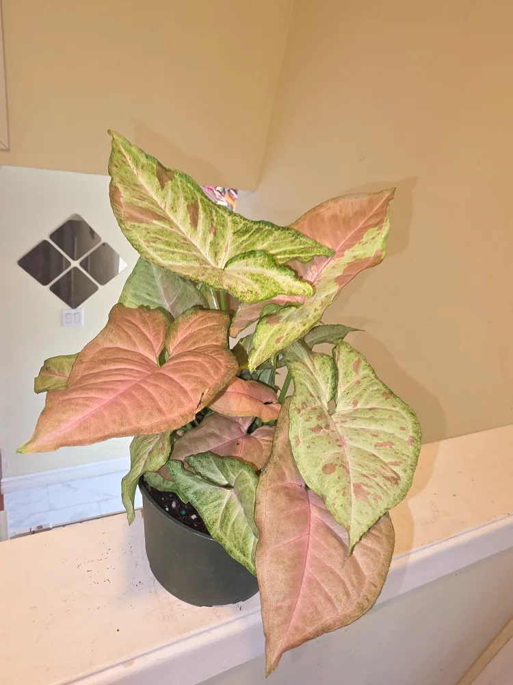 Syngonium Milk Confetti plant thumbnail