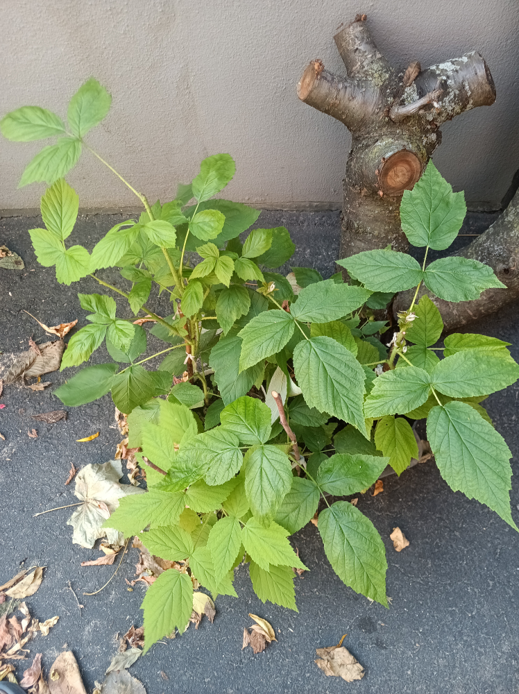 Raspberry Plant