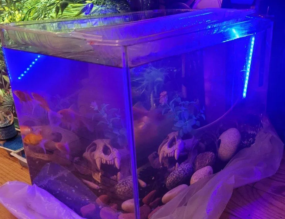10 Gallons Aquarium thumbnail