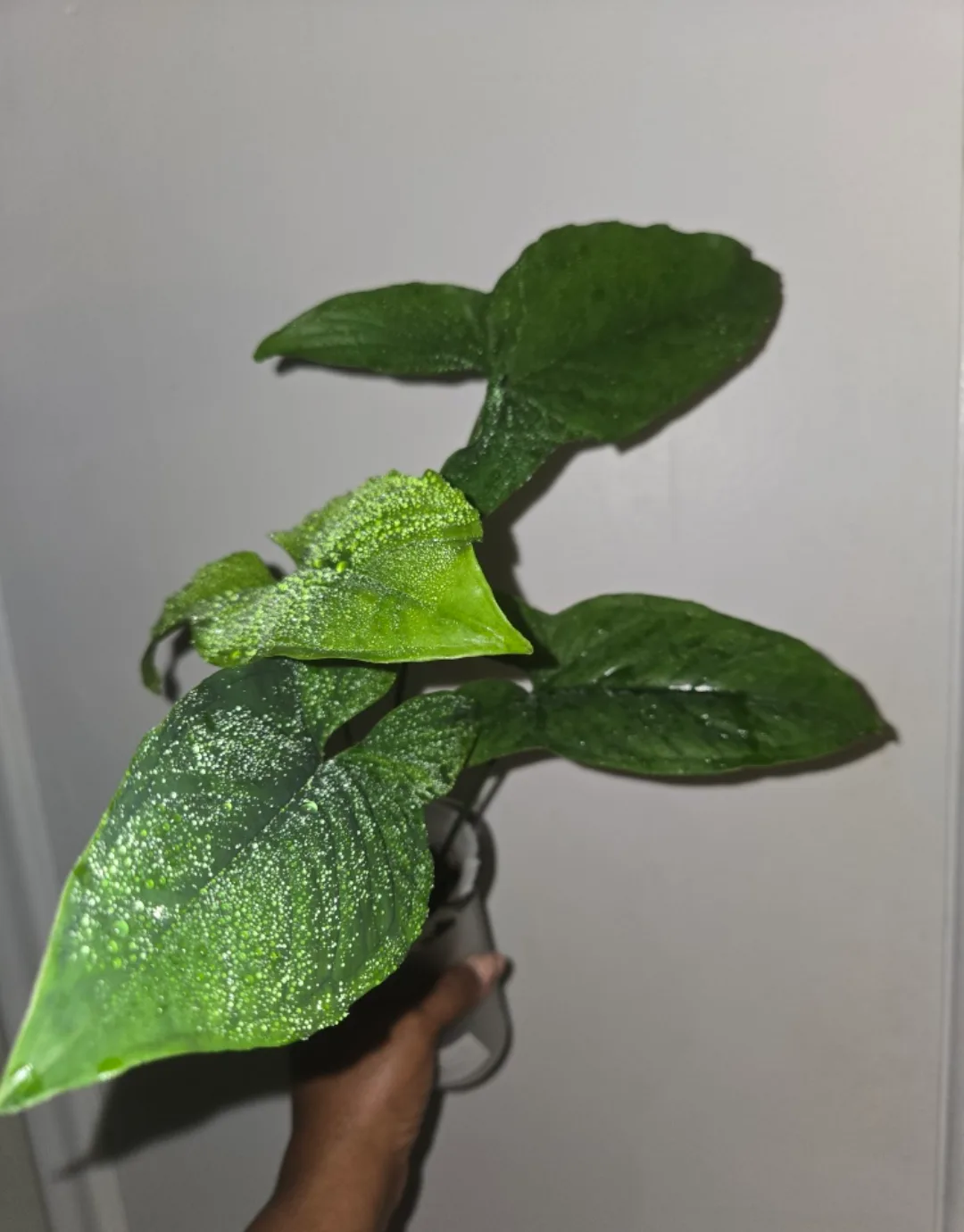 Syngonium MOJITO plant, REVERTED✨️🌿 image indicator(5)