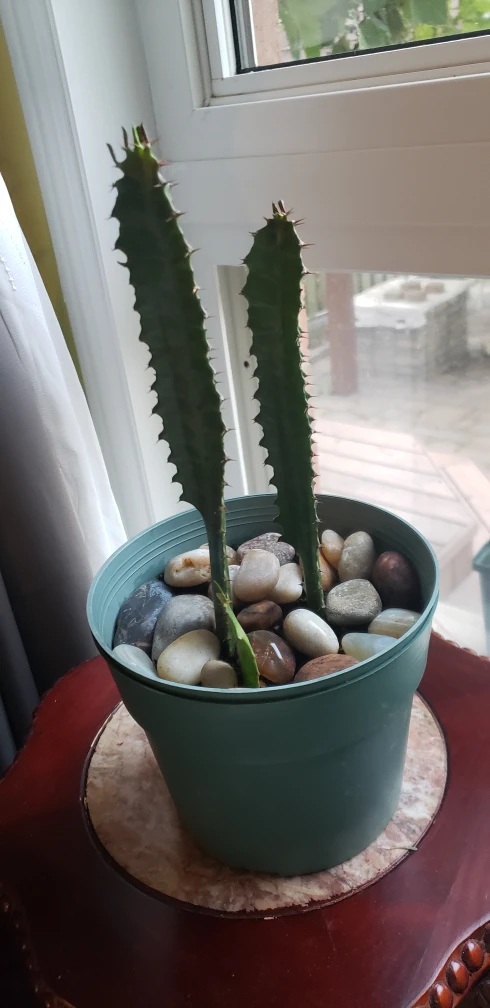 Variegated Euphorbia Triqona African Milk Tree