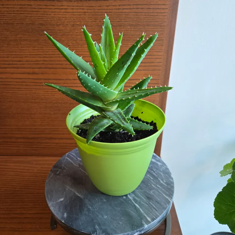 Aloe Plant in bright green pot! 🌱 thumbnail