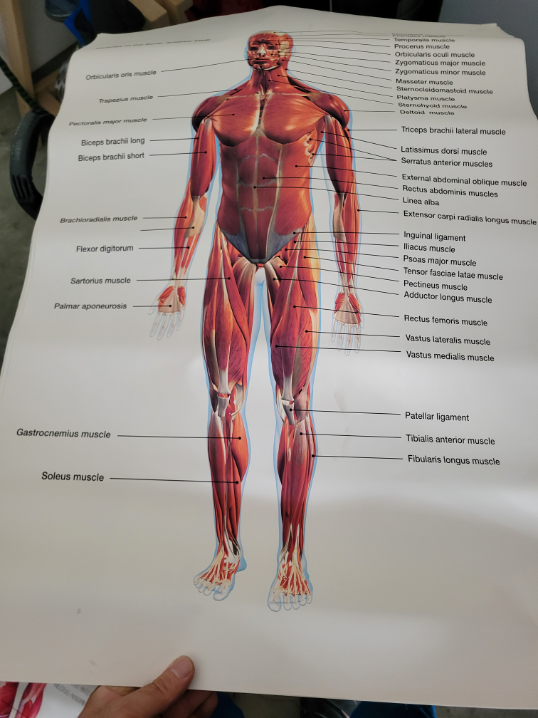 Anatomical Poster - Deep Intrinsic Back Network Muscles - photo 2