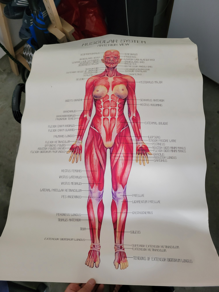 Anatomical Poster - Deep Intrinsic Back Network Muscles - photo 3