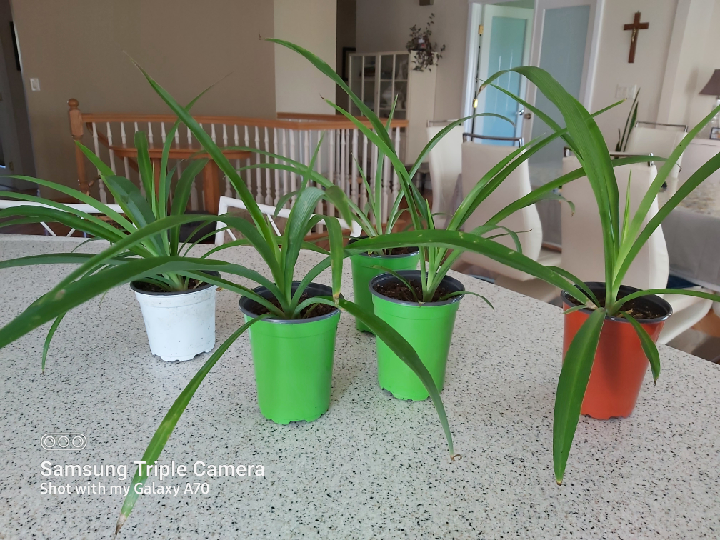 Potted Spider Plant - photo 2