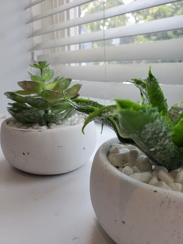 Artificial Succulents in White Pots - Set of 3 image indicator(2)