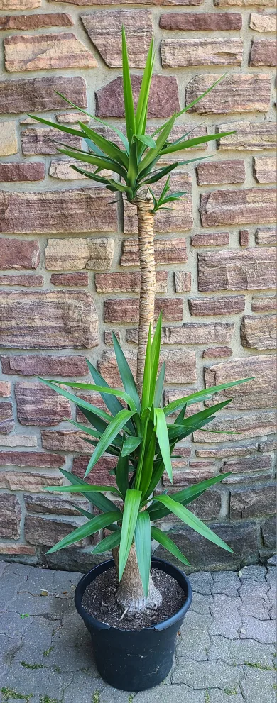 Giant Yucca Tree image indicator(2)