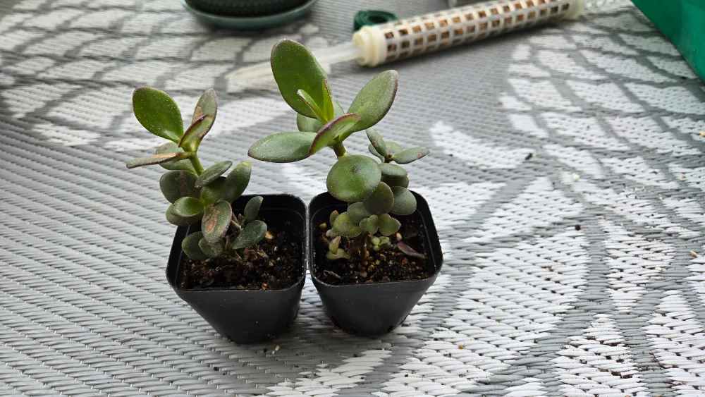 Two Small Jade Plants image indicator(4)