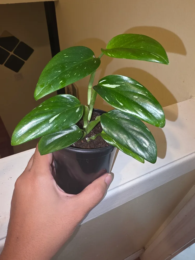 Monstera Standelyana Albo thumbnail